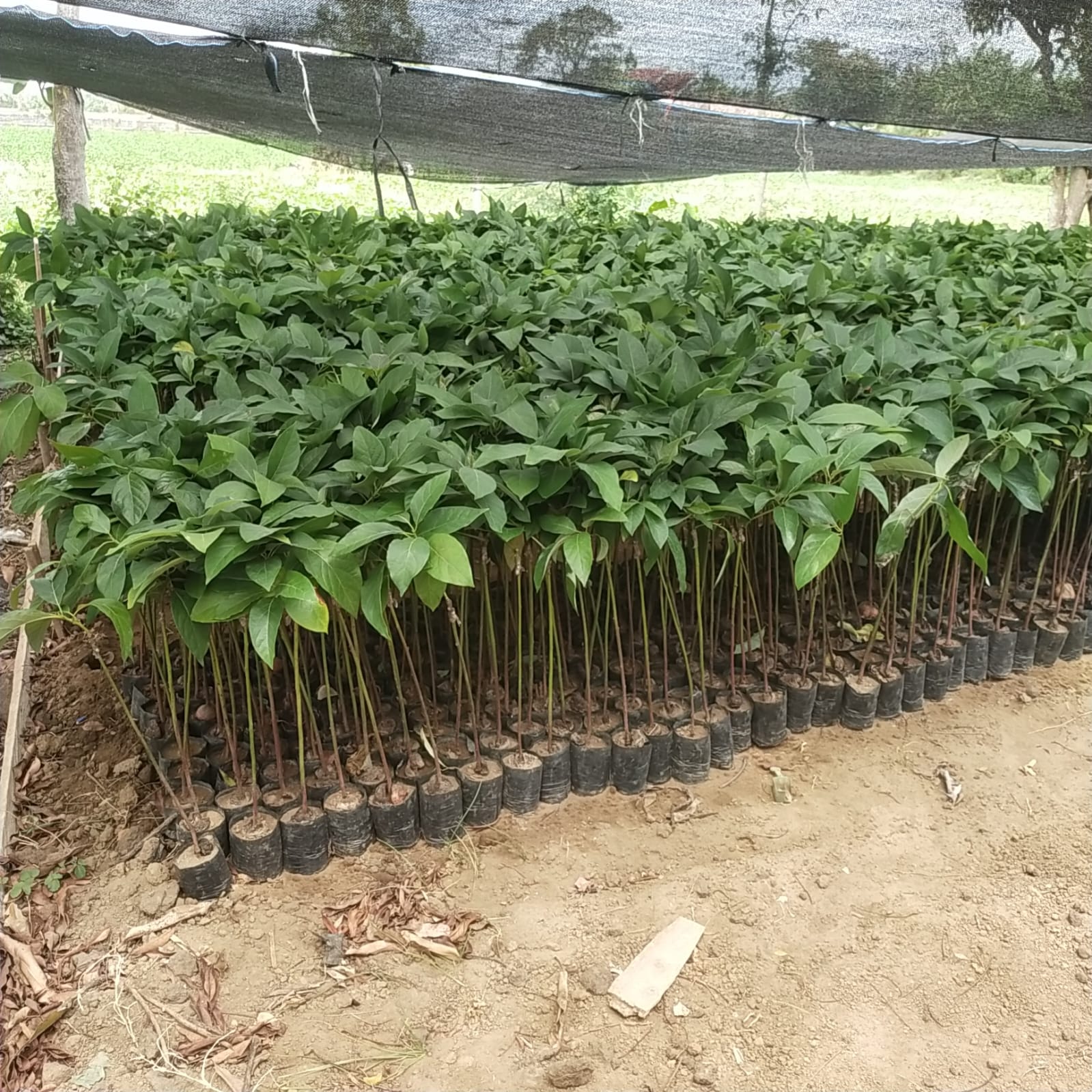 Jual Tanaman Pohon Alpukat