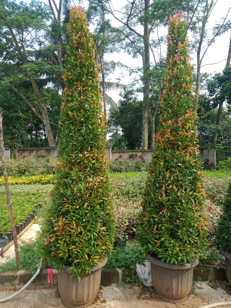 Jual Tanaman Pucuk merah kerucut