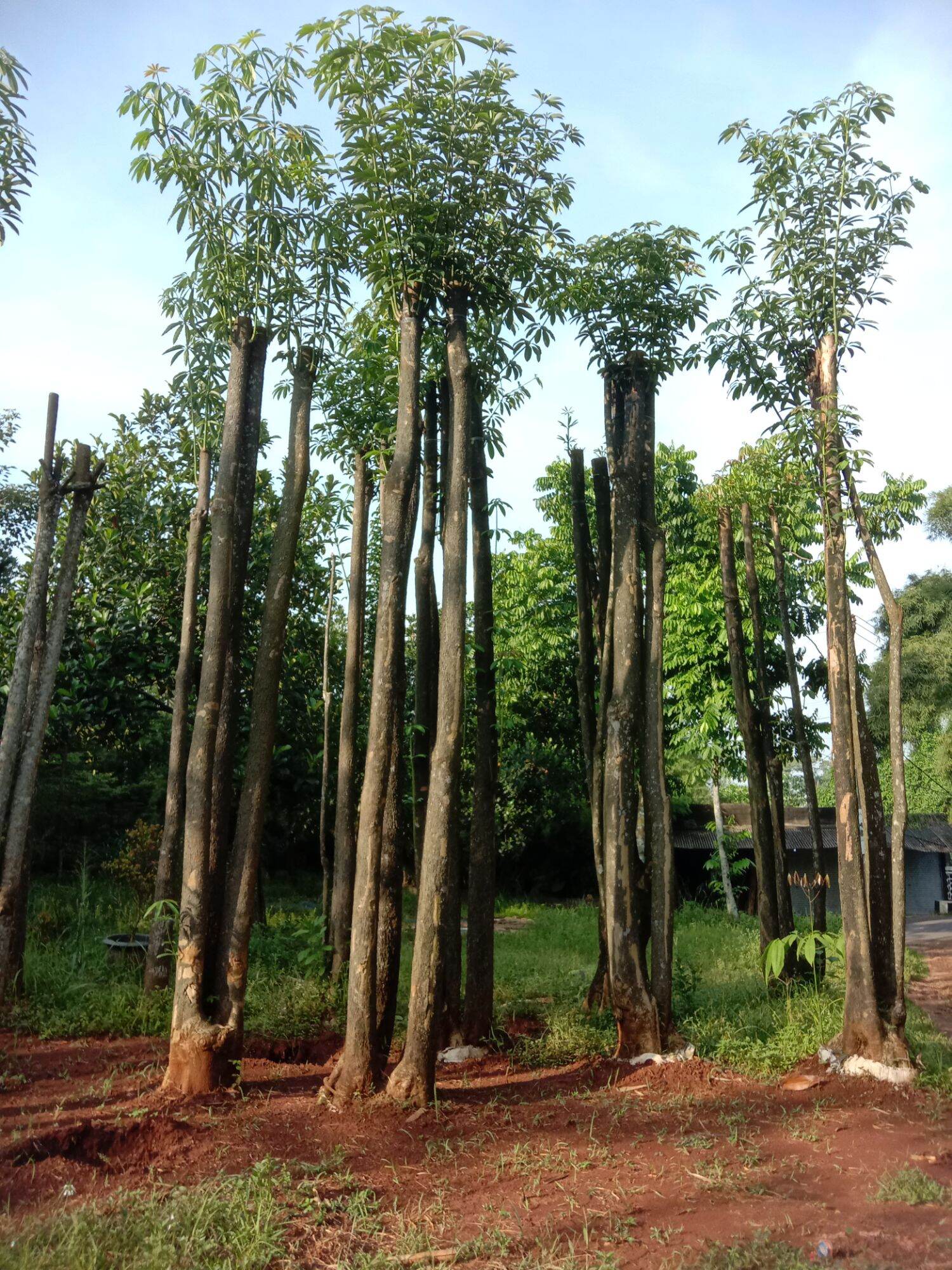 Jual Tanaman Pule gruping dan tunggal