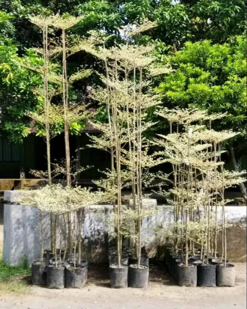 Jual Tanaman Ketapang kencana varigata