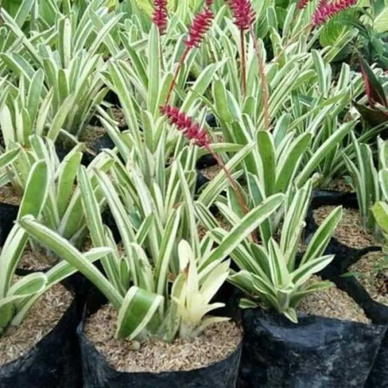 Jual Tanaman Hias Bromelia